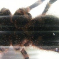 A.Geniculata