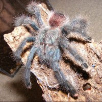 A. avicularia - Strawberry Yogurt