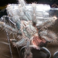 A. avicularia - Strawberry Yogurt