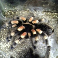 Recent Molt Pics from my Mexican Red Knee