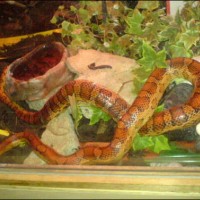 my corn snake