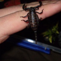 baby emperor scorpion