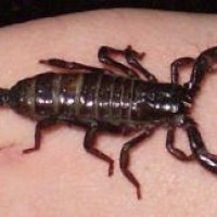 baby emperor scorpion