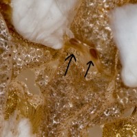 Heteroscodra maculata Sexing