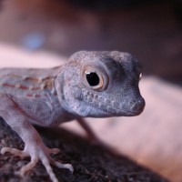 Pristurus carteri male