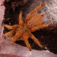 P. murinus