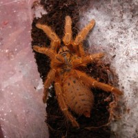 P. murinus