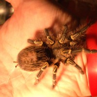 Grammostola something.