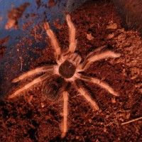 M. robustum