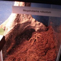 M. robustum, burrow under root