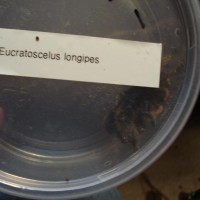 E. longipes?