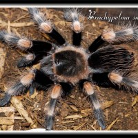 B smithi