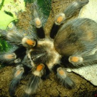 Brachypelma auratum