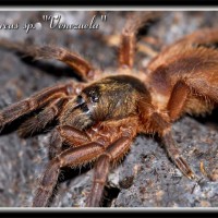 Hemiercus sp. "Venezuela"