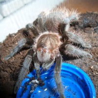 Brachypelma albopilosum