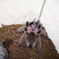 Grammostola Rosea