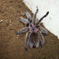 Grammostola Rosea