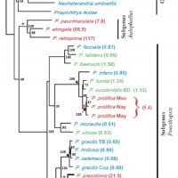 Poeciliopsis family