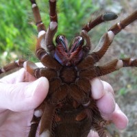 T.blondi Male or Female?