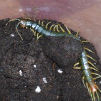 Tanzanian Centipede