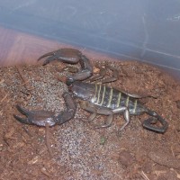 Flat Rock Scorpion