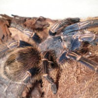 Equador Blue Leg Tarantula