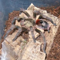 E. truculentus [pet trade ID]