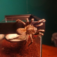 Haplopelma sp. "vietnam" unsexed sub-adult