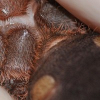 Acanthoscurria brocklehursti NO.1