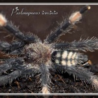 P irminia