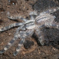 P.regalis