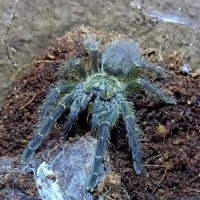 P. murinus BCF/tete