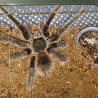 MM Sold As Theraphosinae sp. "Roatan"