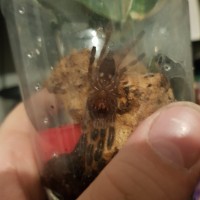 Poecilotheria Regalis a week after molt growing fast