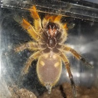 Harpactira Pulchripes 2"