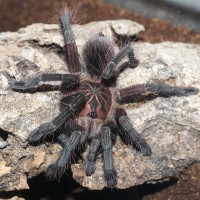 Pamphobeteus sp machala