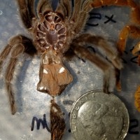 Grammostola pulchra [molt sexing] [2/2]