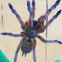 The real deal H. pulchripes