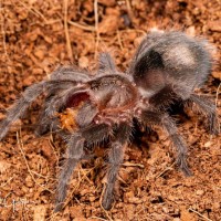 Grammostola pulchra