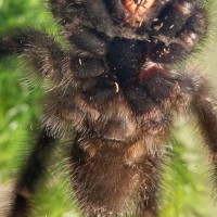 Avicularia sp. Blue velvet