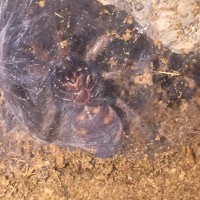 Chromatopelma cyaneopubescens [ventral sexing]