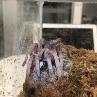 Selenotypus Sp Goddess