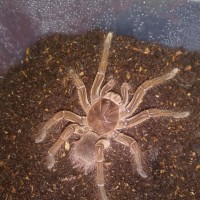 Theraphosa apophysis?