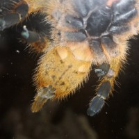 Pterinochilus murinus (OBT)