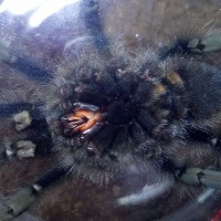 Mature male? A.avicularia (velutina)