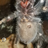 Lasiodora parahybana [ventral sexing]