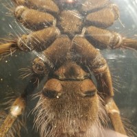 T. stirmi gender pic #1?