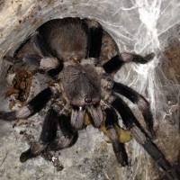 H. himalayana Feeding Superworm