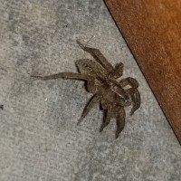 Spider ID Please