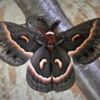 Hyalophora cecropia  - male